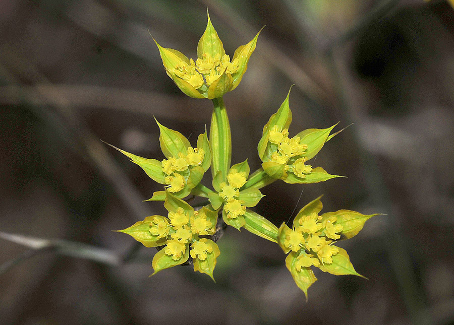 Dalla Grecia: Bupleurum apiculatum?